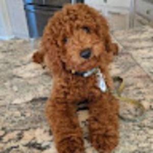 Meet your Posher, Sandra